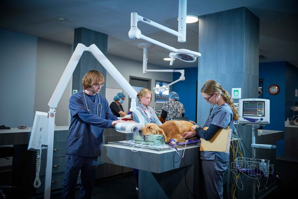 Three students in a Western New York Works vet tech program practice monitoring a dog in a simulation environment.